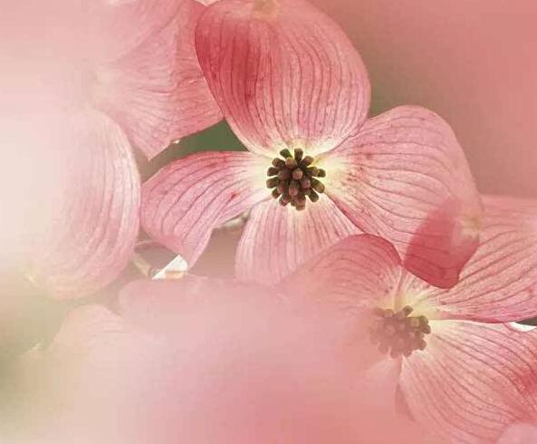 女式襯衫什么顏色好看?